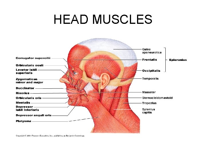 HEAD MUSCLES 