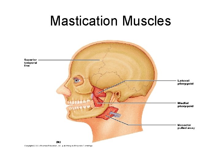 Mastication Muscles 