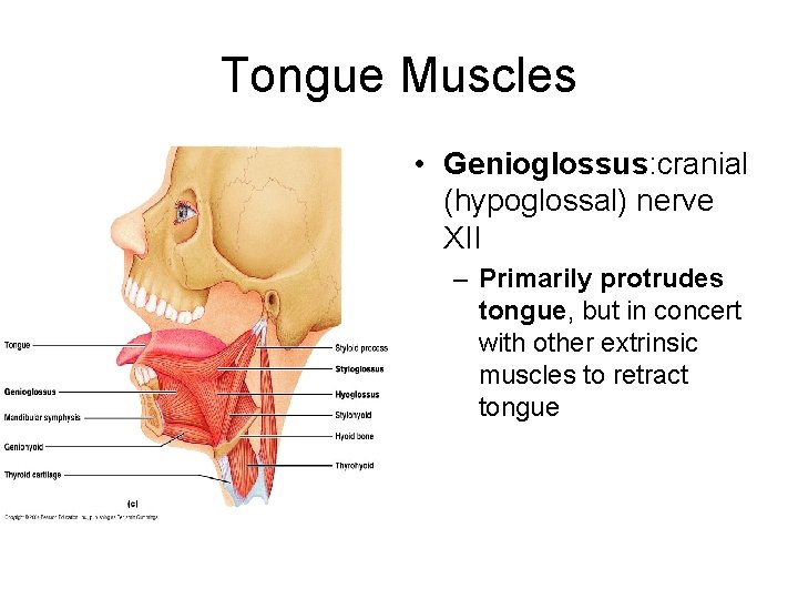 Tongue Muscles • Genioglossus: cranial (hypoglossal) nerve XII – Primarily protrudes tongue, but in