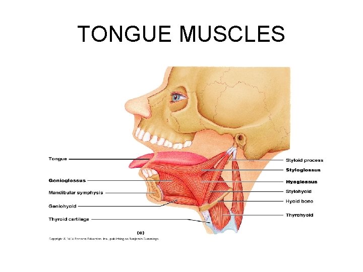 TONGUE MUSCLES 