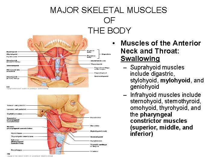 MAJOR SKELETAL MUSCLES OF THE BODY • Muscles of the Anterior Neck and Throat: