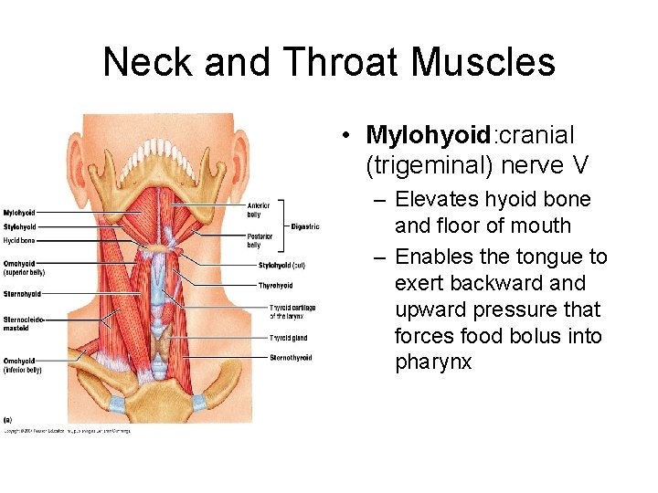 Neck and Throat Muscles • Mylohyoid: cranial (trigeminal) nerve V – Elevates hyoid bone