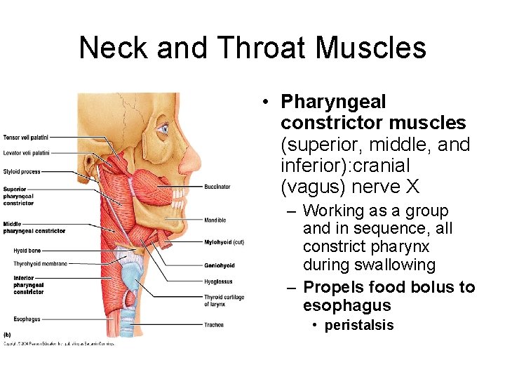 Neck and Throat Muscles • Pharyngeal constrictor muscles (superior, middle, and inferior): cranial (vagus)