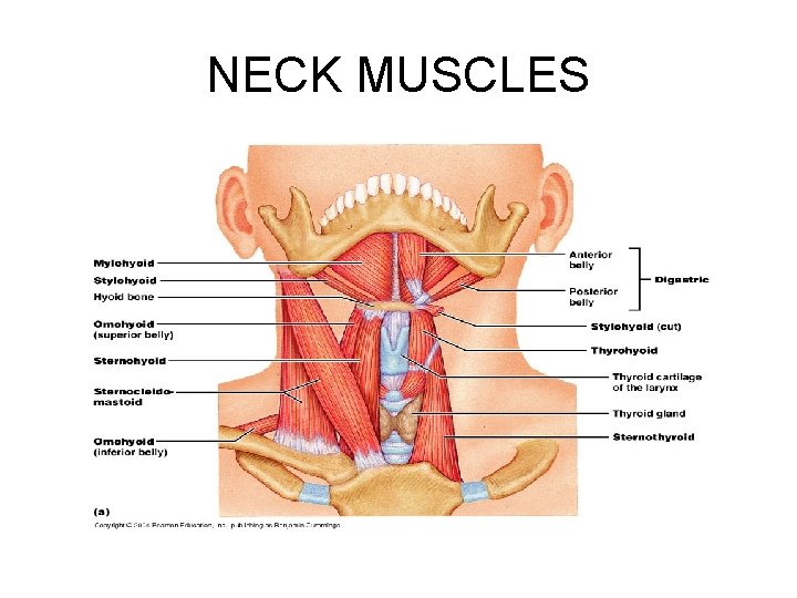 NECK MUSCLES 