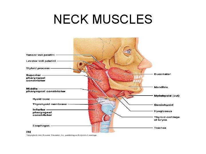 NECK MUSCLES 