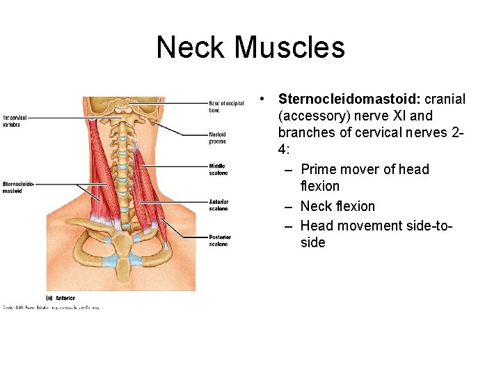 Neck Muscles • Sternocleidomastoid: cranial (accessory) nerve XI and branches of cervical nerves 24: