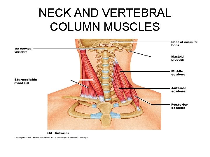 NECK AND VERTEBRAL COLUMN MUSCLES 