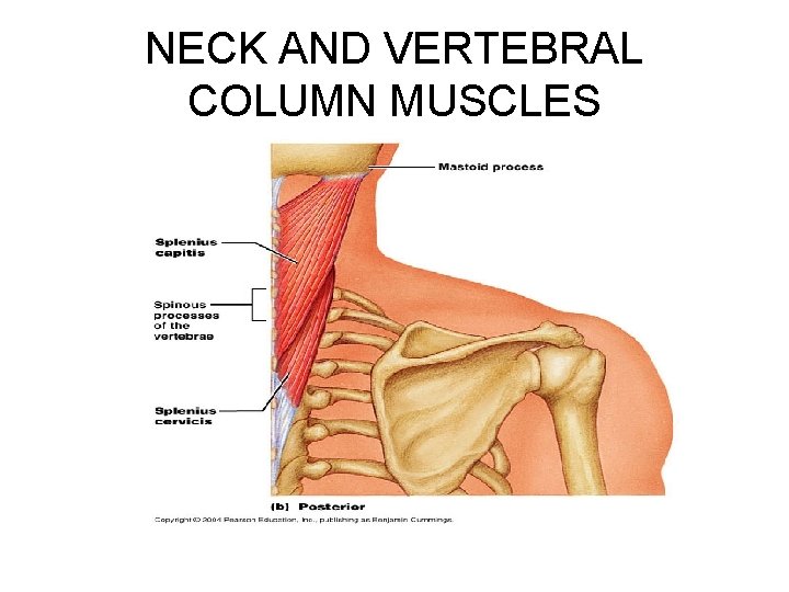 NECK AND VERTEBRAL COLUMN MUSCLES 