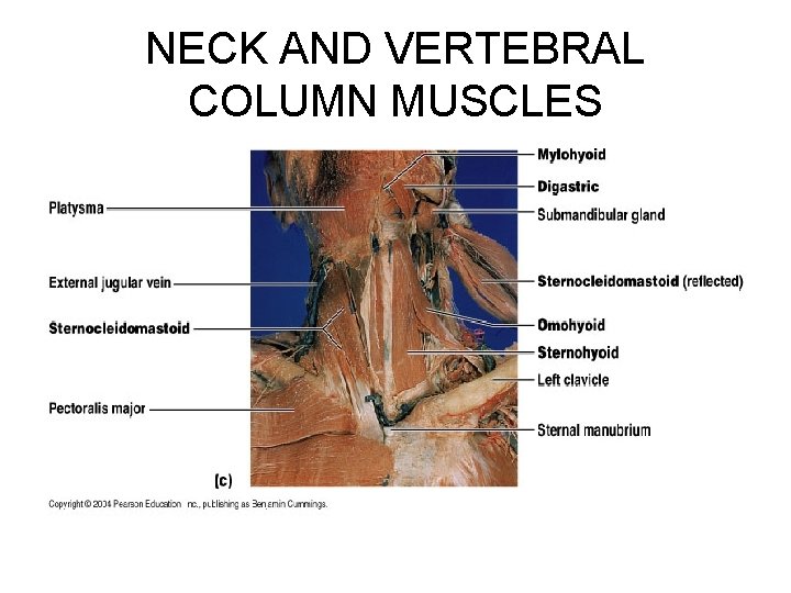 NECK AND VERTEBRAL COLUMN MUSCLES 