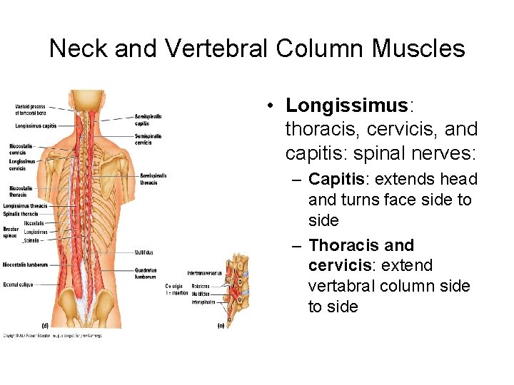 Neck and Vertebral Column Muscles • Longissimus: thoracis, cervicis, and capitis: spinal nerves: –