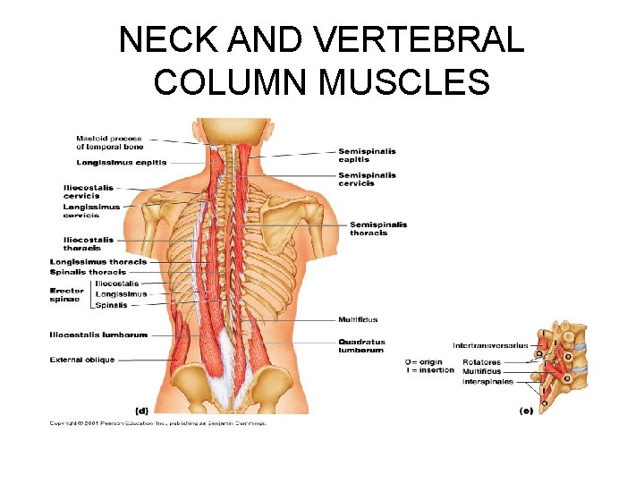 NECK AND VERTEBRAL COLUMN MUSCLES 