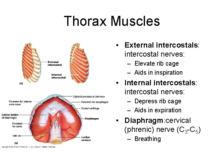 Thorax Muscles • External intercostals: intercostal nerves: – Elevate rib cage – Aids in