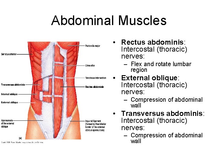 Abdominal Muscles • Rectus abdominis: Intercostal (thoracic) nerves: – Flex and rotate lumbar region