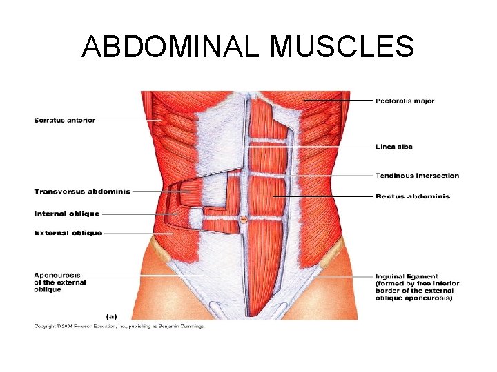 ABDOMINAL MUSCLES 