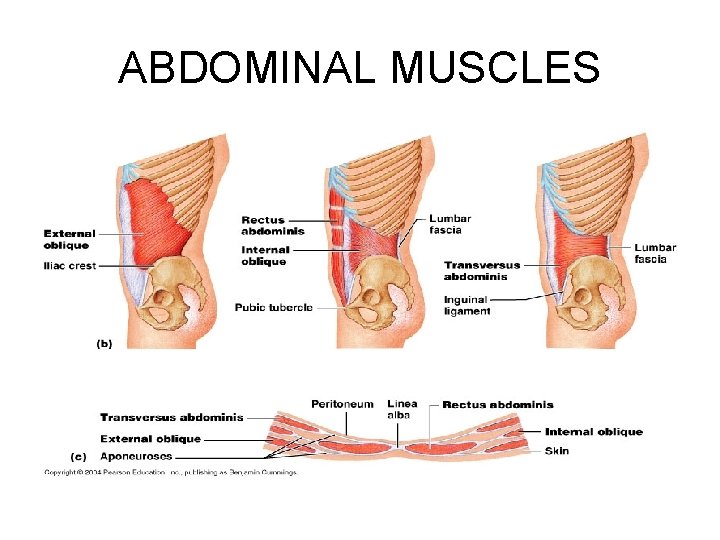 ABDOMINAL MUSCLES 