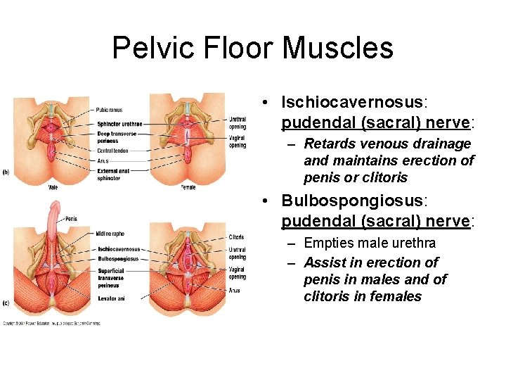 Pelvic Floor Muscles • Ischiocavernosus: pudendal (sacral) nerve: – Retards venous drainage and maintains