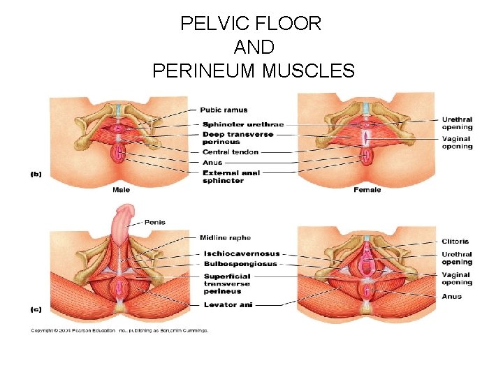 PELVIC FLOOR AND PERINEUM MUSCLES 