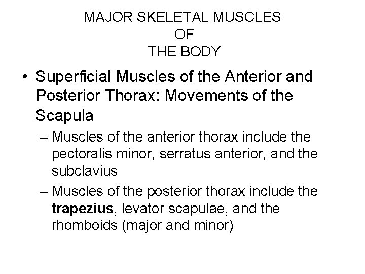 MAJOR SKELETAL MUSCLES OF THE BODY • Superficial Muscles of the Anterior and Posterior