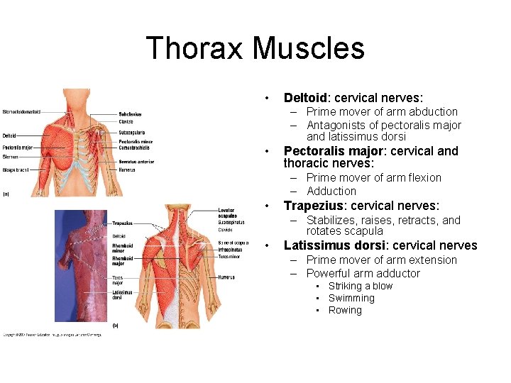 Thorax Muscles • Deltoid: cervical nerves: – Prime mover of arm abduction – Antagonists