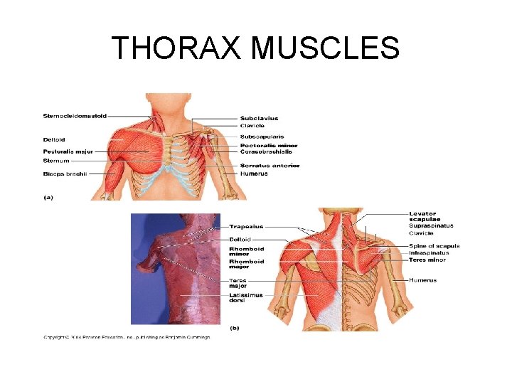 THORAX MUSCLES 