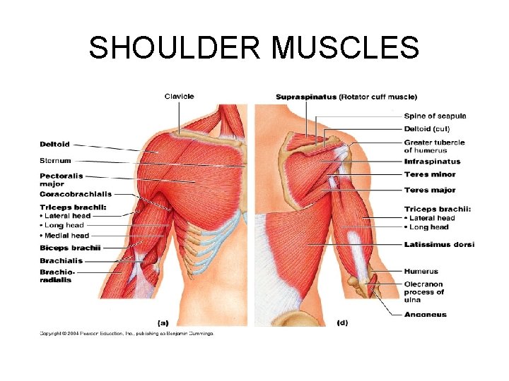 SHOULDER MUSCLES 