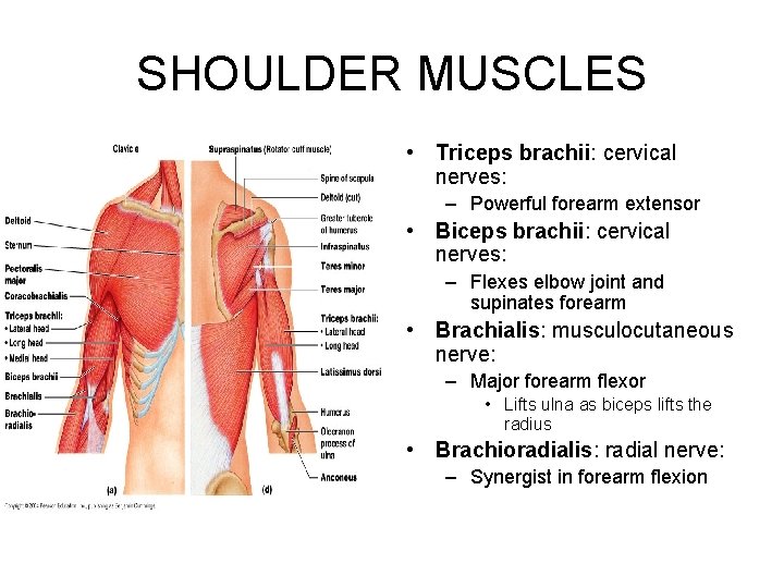 SHOULDER MUSCLES • Triceps brachii: cervical nerves: – Powerful forearm extensor • Biceps brachii: