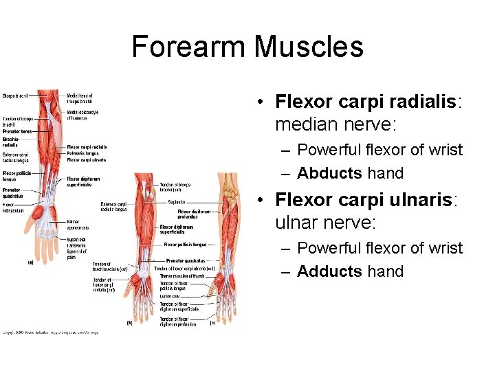 Forearm Muscles • Flexor carpi radialis: median nerve: – Powerful flexor of wrist –