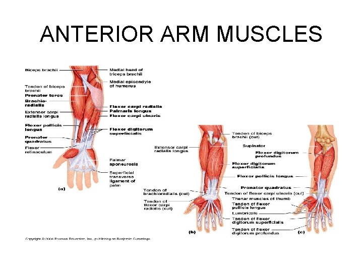 ANTERIOR ARM MUSCLES 