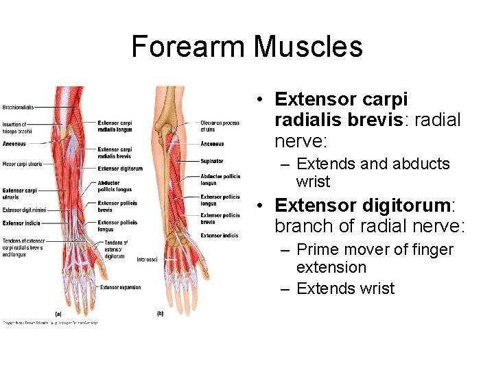 Forearm Muscles • Extensor carpi radialis brevis: radial nerve: – Extends and abducts wrist