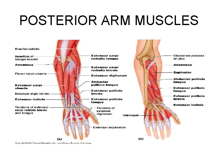 POSTERIOR ARM MUSCLES 