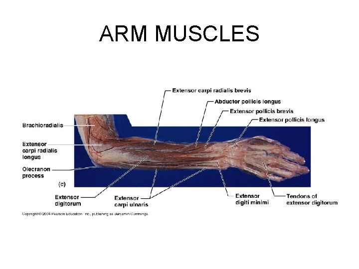 ARM MUSCLES 