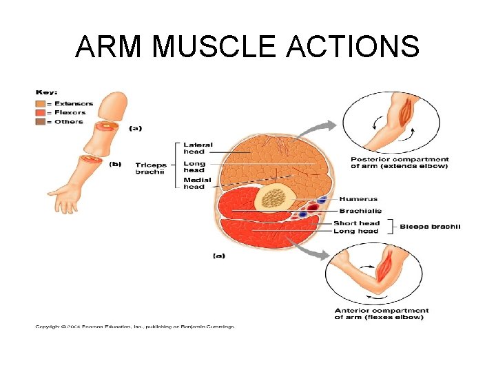 ARM MUSCLE ACTIONS 