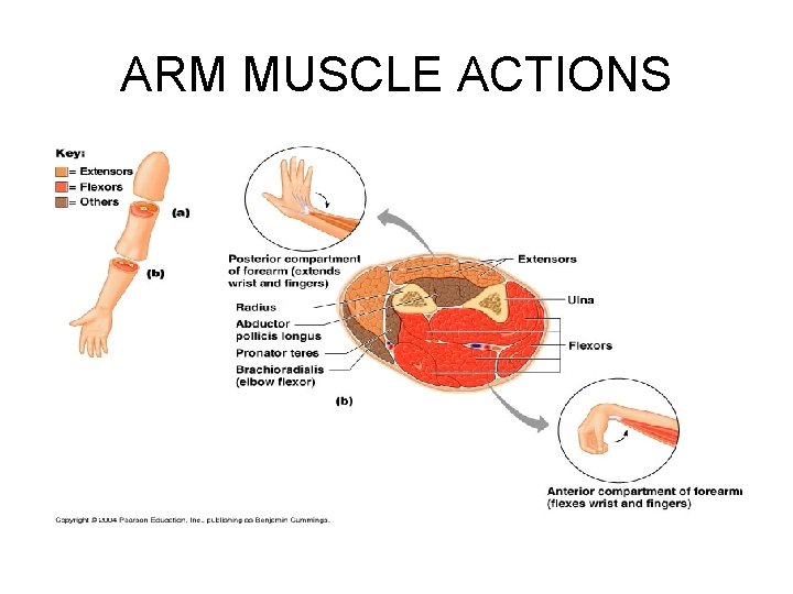 ARM MUSCLE ACTIONS 