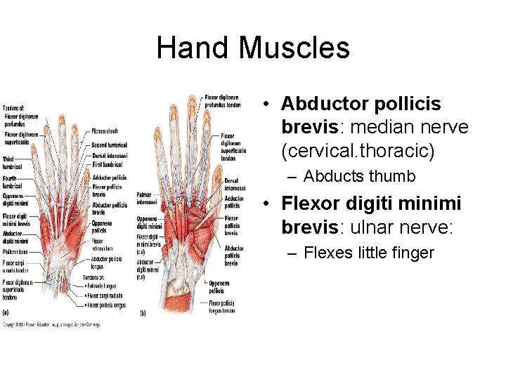Hand Muscles • Abductor pollicis brevis: median nerve (cervical. thoracic) – Abducts thumb •