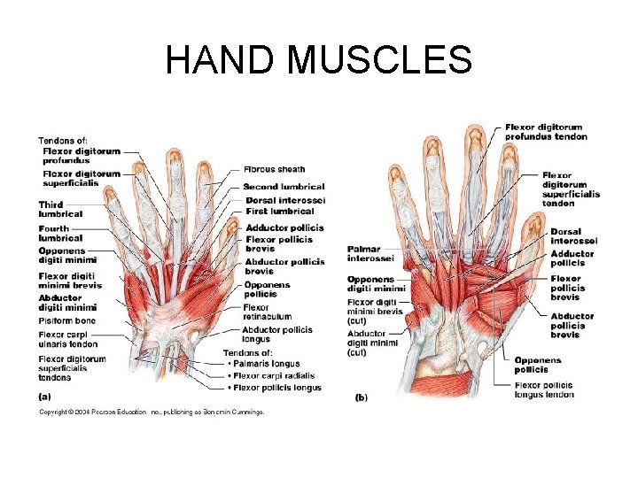 HAND MUSCLES 