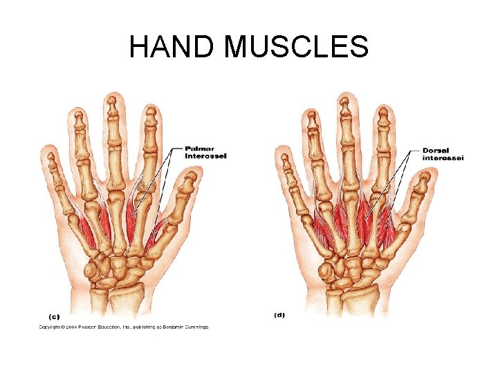 HAND MUSCLES 