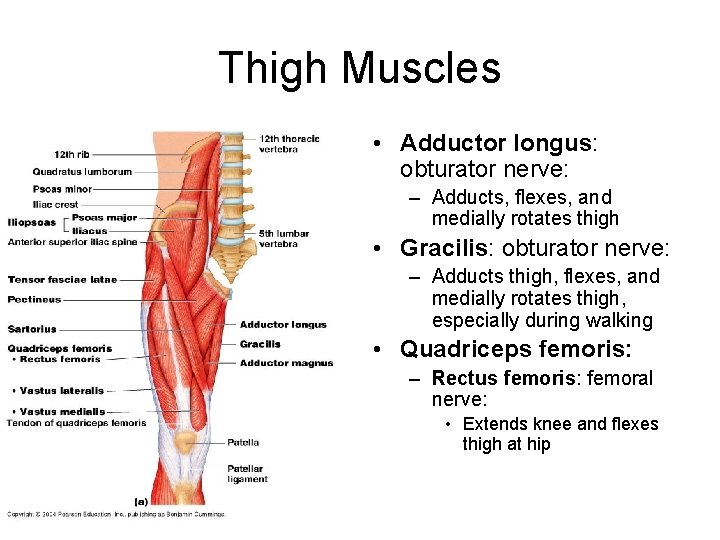 Thigh Muscles • Adductor longus: obturator nerve: – Adducts, flexes, and medially rotates thigh