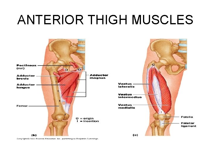 ANTERIOR THIGH MUSCLES 