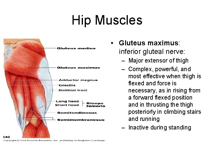 Hip Muscles • Gluteus maximus: inferior gluteal nerve: – Major extensor of thigh –