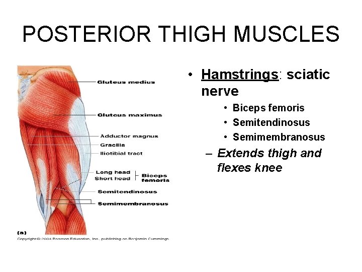POSTERIOR THIGH MUSCLES • Hamstrings: sciatic nerve • Biceps femoris • Semitendinosus • Semimembranosus