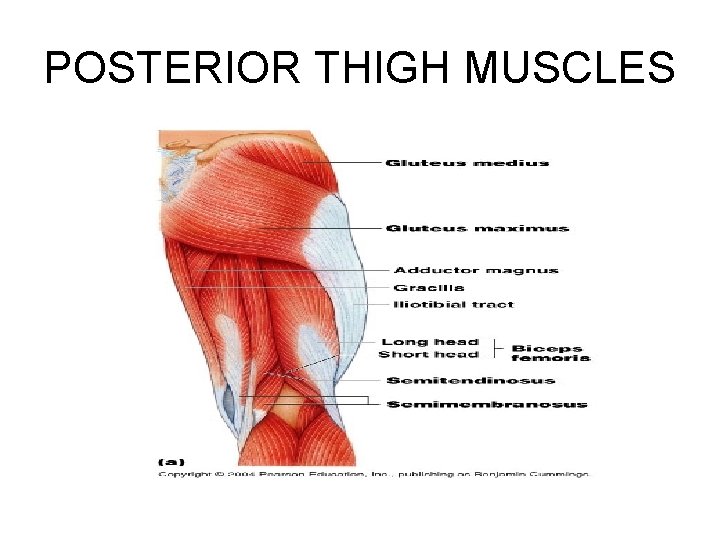 POSTERIOR THIGH MUSCLES 