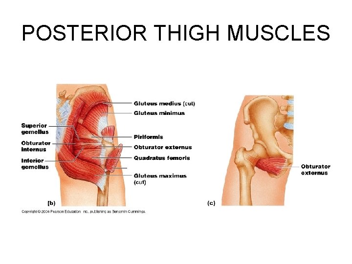 POSTERIOR THIGH MUSCLES 