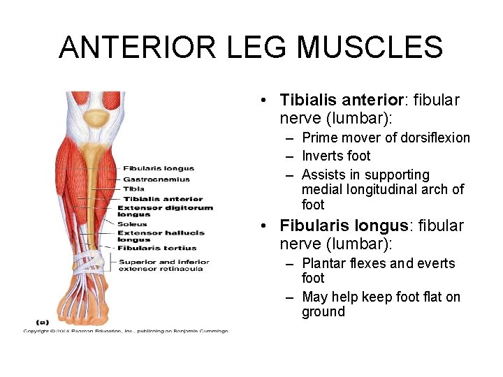 ANTERIOR LEG MUSCLES • Tibialis anterior: fibular nerve (lumbar): – Prime mover of dorsiflexion