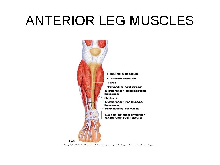 ANTERIOR LEG MUSCLES 