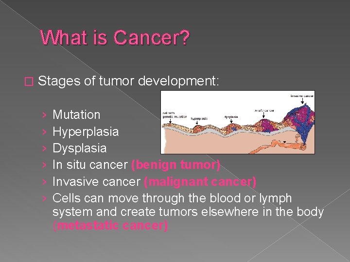 What is Cancer? � Stages of tumor development: › › › Mutation Hyperplasia Dysplasia