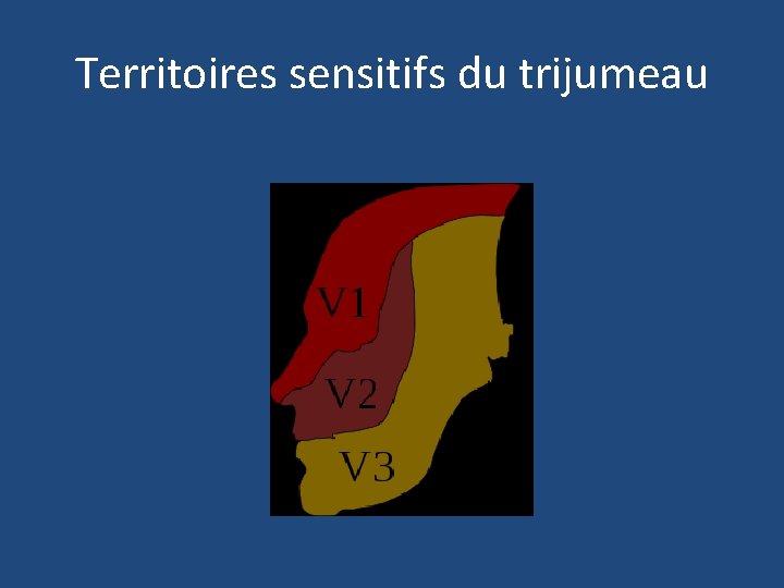 Territoires sensitifs du trijumeau 