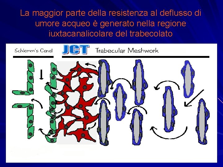 La maggior parte della resistenza al deflusso di umore acqueo è generato nella regione