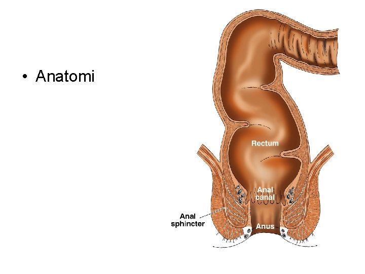  • Anatomi 