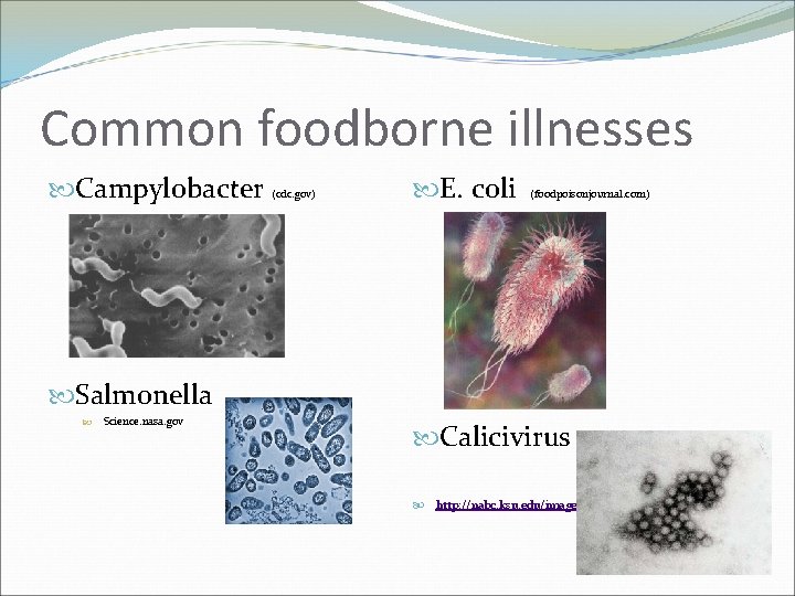 Common foodborne illnesses Campylobacter (cdc. gov) E. coli (foodpoisonjournal. com) Salmonella Science. nasa. gov