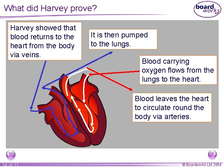 What did Harvey prove? Harvey showed that blood returns to the heart from the
